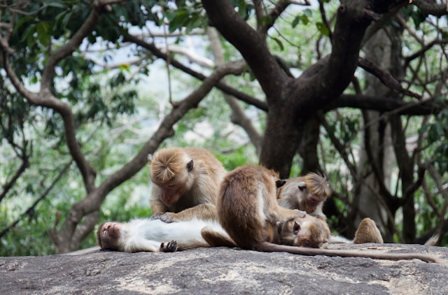 Sigiriya